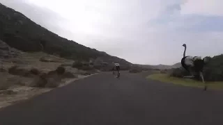 Birb of the rising sun: ostrich chasing cyclists