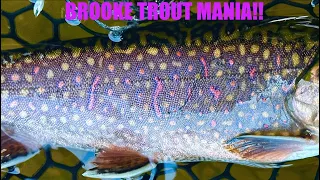 BROOKE TROUT MANIA!! FLY Fishing Pennsylvania creek, catch and release!