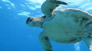 SCUBA Divers with Baby Green Sea Turtle off Maui Hawaii