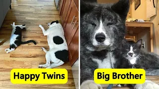 Adorable Animals Who Have Brothers From Other Mothers