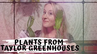 Houseplant Unboxing || plant mail from Taylor Greenhouses
