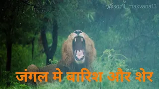 Rain and lion / Jungle me tej barish our sher/Gir national park/Gir lion safari#monsoon #Asiaticlion