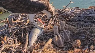 Captiva Osprey Cam | Dad osprey brings big fish for babies | May 3, 2024