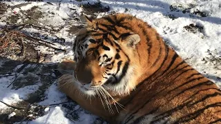 Про самую большую кошку в мире! Тайган Tigers in Crimea