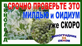 🍇 Внимание срочно проверьте это! Иначе Милдью и Оидиум на винограде. Как определить и что делать?