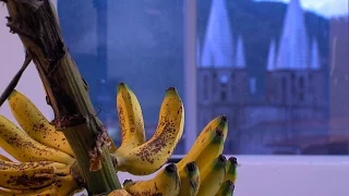 Cultivo de Banano en Jardín, Antioquia (English Subtitles) - TvAgro por Juan Gonzalo Angel