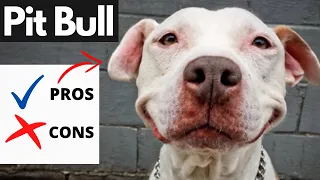 Pit Bull Pros And Cons | Should You REALLY Get A PIT BULL?