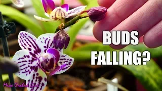 Orchid buds dry and fall! - Bud blast, causes and fixes!