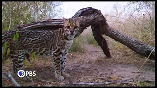 PBS Nature: American Ocelot - Preview