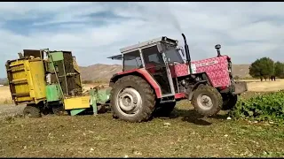 MASSEY FERGUSON 285s BATAN makinayı kurtarıyor