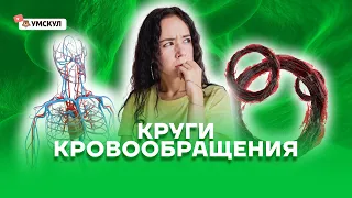 Круги кровообращения | Биология ЕГЭ 2022 | Умскул