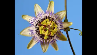 Beautiful Passion flower blooming time lapse. Passiflora 4K #passionflower#flowertimelapse