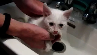 Como lavar e inventar pañales a un gatito invalido  - Protección Animal Chillán