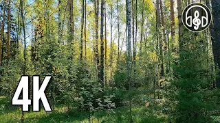 Best nightingale singing. Nature sounds for relaxation and sleep in 4K.