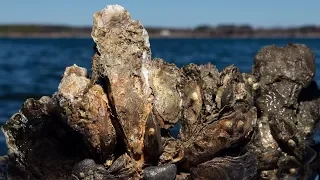From the Field: A glimpse into a restored Chesapeake oyster reef