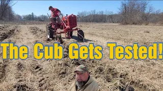 The Cub Gets Tested!