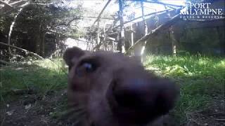 Small Carnivore September: Fossa Runs Away With GoPro!