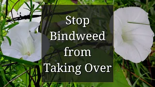 Stop Bindweed from Taking Over