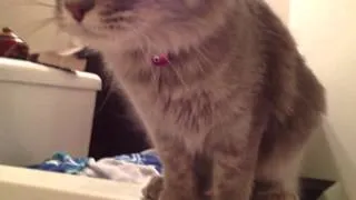 Maine Coon kitten worries about owner in bathtub