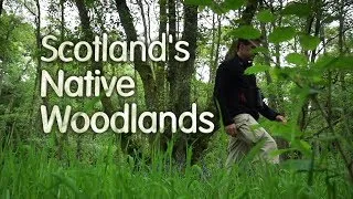 Scotland's Native Woodlands