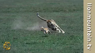 Cheetah 🐱 high speed Gazelle hunt  | CLASSIC WILDLIFE