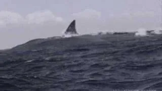 Jaws 5 Trailer (pre release)