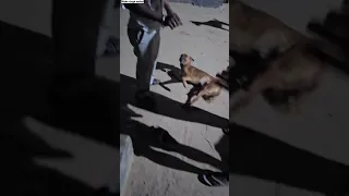 Dog Cruelty Case | #shorts #dog