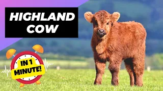 Highland Cow 🐮 A Unique Animal You Have Never Seen | 1 Minute Animals