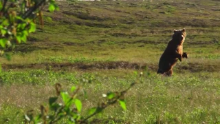 Alaska Brown Bear Hunt