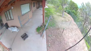 Bobcat Hunting a Mouse