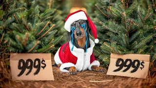 How To Choose Christmas Tree? Cute & funny dachshund dog video!