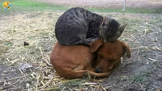 FUNNIEST CATS and DOGS 🐱🐶 Funny Cute Animals Videos 2023