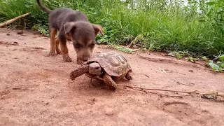 Save the yellow footed tortoise from the puppy |country  side life|kadio vlogs