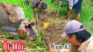 Hành Quân 80km Về Đức Hoà Càng Quét Rừng Tràm Thu Hoạch Lớn| Hunting Snakes