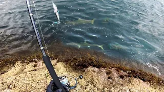 Dropped this Expensive Lure into Pack Of Huge Fish!