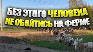 Выпас стада с чабаном. Разбивка стада овец и коз.