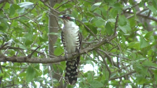 Birds of northern South Africa part 1