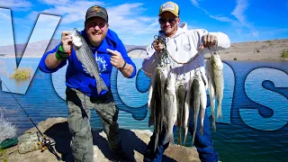 Catch and Cook Vegas Striped Bass at Lake Mead Fishing Trip