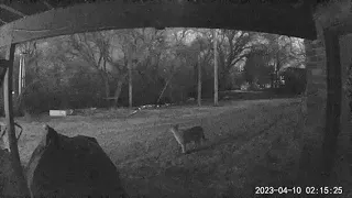 New mountain lion video out of Ogden area makes 4 sightings in April so far