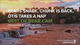 Bears Snack, Chuck Is Back, Otis Naps! | Best of Bear Cam