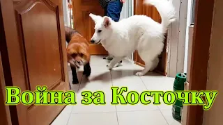 Лисо-Собачья охота на Косточку))) - Жизнь с Лисой / MIKI THE FOX