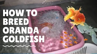 Natural Breeding Oranda Goldfish (My First Time Breeding Goldfish)