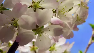 Beautiful Nature Spring 1080p HD 1