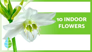 10 BEST INDOOR FLOWERING PLANTS 🌺 (Names and Care)