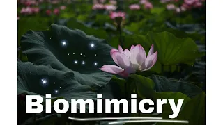 What is biomimicry?|| nature inspired inventions