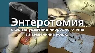 Энтеротомия с целью удаления инородного тела из кишечника кошки. Enterotomy