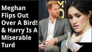 Remember When Meghan Freaked Out Over A Bird But Stays Silent On Human Rights Issues?