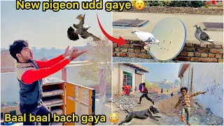Omg 😳 kabutar Gaye 😑 ( New pigeon pair flying first time 🕊️)