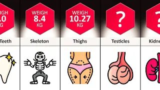 Weight Comparison: How Much Do Your Organs Weigh?