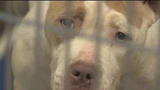 DeKalb County holding around 80 pets as evidence in cruelty cases